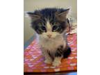 Adopt Troy a Gray or Blue Domestic Longhair / Domestic Shorthair / Mixed cat in