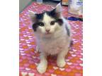 Adopt Tony a White Domestic Longhair / Domestic Shorthair / Mixed cat in Burton