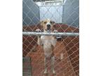 Adopt River a Tan/Yellow/Fawn Hound (Unknown Type) / Mixed dog in Everman