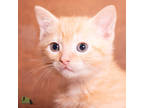 Adopt Spitfire a Orange or Red Domestic Shorthair / Domestic Shorthair / Mixed