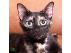 Adopt Popova a All Black Domestic Shorthair / Mixed Breed (Medium) / Mixed