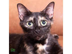 Adopt Popova a All Black Domestic Shorthair / Domestic Shorthair / Mixed cat in