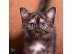 Adopt Shrike a White Domestic Shorthair / Domestic Shorthair / Mixed cat in