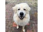 Adopt Anna a White Great Pyrenees dog in Louisville, KY (40891293)