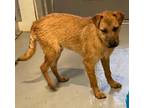 Adopt Willie a Tan/Yellow/Fawn - with White Wheaten Terrier / Border Terrier dog