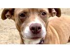 Adopt Gaia a Tan/Yellow/Fawn - with White American Staffordshire Terrier /