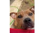 Adopt Talented Teddy a Brown/Chocolate - with White Pit Bull Terrier / Labrador