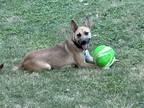 Adopt Jojo a Tan/Yellow/Fawn Basenji / German Shepherd Dog / Mixed dog in Fort
