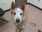 Adopt Mert a Red/Golden/Orange/Chestnut Husky / Mixed dog in Boulder