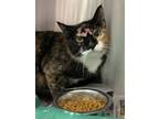 Adopt Cream a All Black Domestic Shorthair / Domestic Shorthair / Mixed cat in