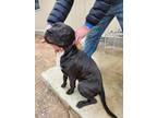 Adopt Rocco a Black Terrier (Unknown Type, Small) / Mixed dog in Yellville