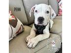 Adopt Penn a White Pit Bull Terrier dog in Omaha, NE (41236346)