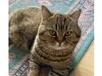 Adopt Mulligan a Brown Tabby British Shorthair / Mixed (short coat) cat in
