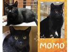 Adopt Momo a All Black Domestic Shorthair / Mixed cat in Hamilton, ON (41430036)