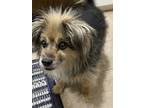 Adopt Puff SC a Pomeranian dog in San Angelo, TX (41430050)