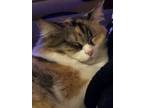 Adopt Riley a Calico or Dilute Calico Calico / Mixed (medium coat) cat in Bella