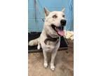 Adopt Washington (HW+) a White Husky / Mixed dog in San Marcos, TX (41429946)