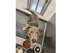 Adopt Willow a Gray/Blue/Silver/Salt & Pepper Blue Lacy/Texas Lacy / Mixed dog