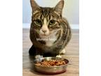 Adopt Magic a Spotted Tabby/Leopard Spotted Domestic Shorthair cat in Eugene