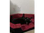 Adopt Salem a Black (Mostly) American Shorthair / Mixed (short coat) cat in San
