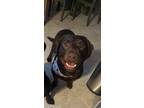 Adopt Gunner a Brown/Chocolate Labrador Retriever / Mixed dog in Belton