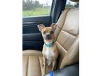 Adopt Barley a Brown/Chocolate - with White Mixed Breed (Small) / Mixed Breed