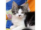 Adopt Kala a Brown Tabby Domestic Mediumhair (medium coat) cat in Seminole Blvd