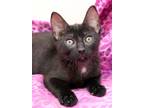 Adopt Selah a Black (Mostly) Domestic Shorthair (short coat) cat in Seminole