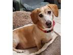 Adopt Co-B a Dachshund / Mixed dog in Weston, FL (41422076)