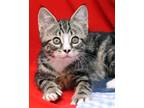 Adopt Yzma a Brown Tabby Domestic Shorthair (short coat) cat in Seminole Blvd