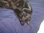 Adopt Picky a All Black Tabby / Mixed (medium coat) cat in Lebanon