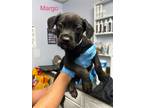 Adopt Margo a Labrador Retriever / Mixed dog in Darlington, SC (41418076)
