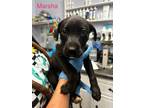 Adopt Marsha a Labrador Retriever / Mixed dog in Darlington, SC (41418075)