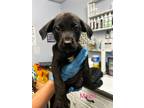 Adopt Mavis a Labrador Retriever / Mixed dog in Darlington, SC (41418074)