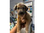 Adopt Jolene a Labrador Retriever / Mixed dog in Darlington, SC (41429996)