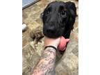 Adopt Joy a Labrador Retriever / Golden Retriever / Mixed dog in Darlington