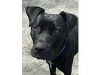 Adopt Maluca a Black Mixed Breed (Large) / Mixed dog in Fairfax, VA (41429991)