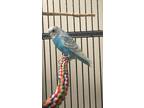 Adopt Kalmia a Blue Parakeet - Other / Mixed bird in Montreal, QC (41429962)