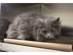 Adopt 84957 a Gray or Blue Domestic Longhair / Domestic Shorthair / Mixed cat in