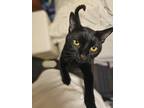 Adopt Levi a All Black American Shorthair / Mixed (short coat) cat in Pembroke