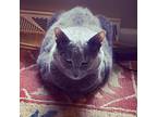 Adopt Lap Cat Winston a Gray or Blue Domestic Mediumhair / Mixed (medium coat)
