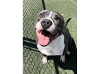Adopt BRUTUS a Gray/Blue/Silver/Salt & Pepper Mixed Breed (Large) / Mixed dog in
