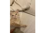 Adopt Snuggles a Cream or Ivory Domestic Shorthair / Mixed (short coat) cat in