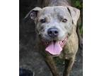 Adopt Bigg Rigg a Brindle American Pit Bull Terrier / Mixed dog in Batavia