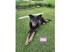Adopt Paisley a Black German Shepherd Dog / Mixed dog in Batavia, OH (41429847)