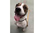 Adopt Bobby a White Boxer / Mixed dog in Batavia, OH (41429845)