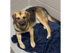 Adopt Oakley a Black Mixed Breed (Medium) / Mixed dog in Batavia, OH (41429844)