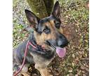 Adopt Sky a Black German Shepherd Dog / Mixed dog in Spartanburg, SC (41429837)