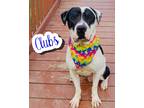 Adopt Clubs a Black American Pit Bull Terrier / Labrador Retriever / Mixed
