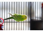 Adopt Tweety a Yellow Parakeet - Other / Mixed bird in Eau Claire, WI (41327563)